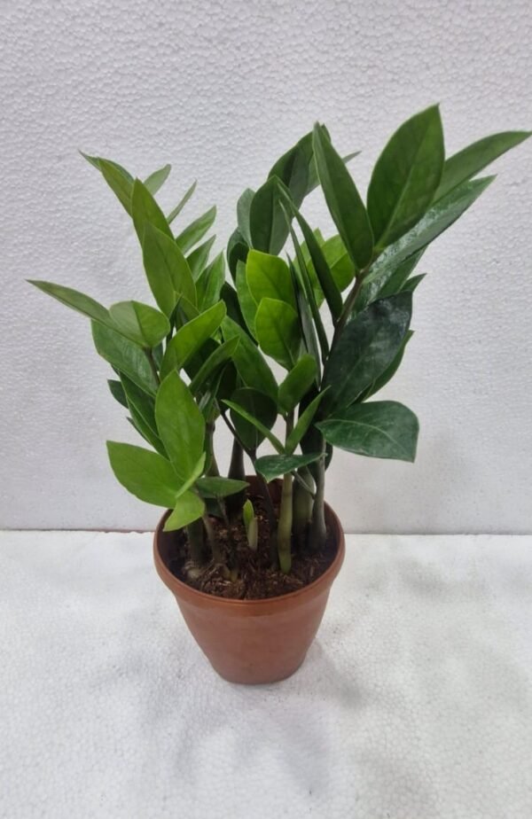 ZZ GREEN PLANTS (ZAMIOCULCAS ZAMIIFOLIA)