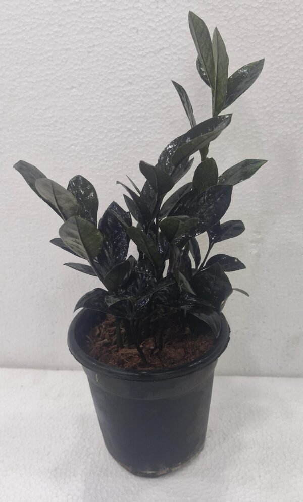 ZZ BLACK PLANTS (ZAMIOCULCAS ZAMIIFOLIA) - Image 2
