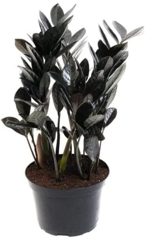 ZZ BLACK PLANTS (ZAMIOCULCAS ZAMIIFOLIA)